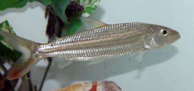 'Big Eye' African Tigerfish 5" (Hydrocynus sp. 'Big Eye')